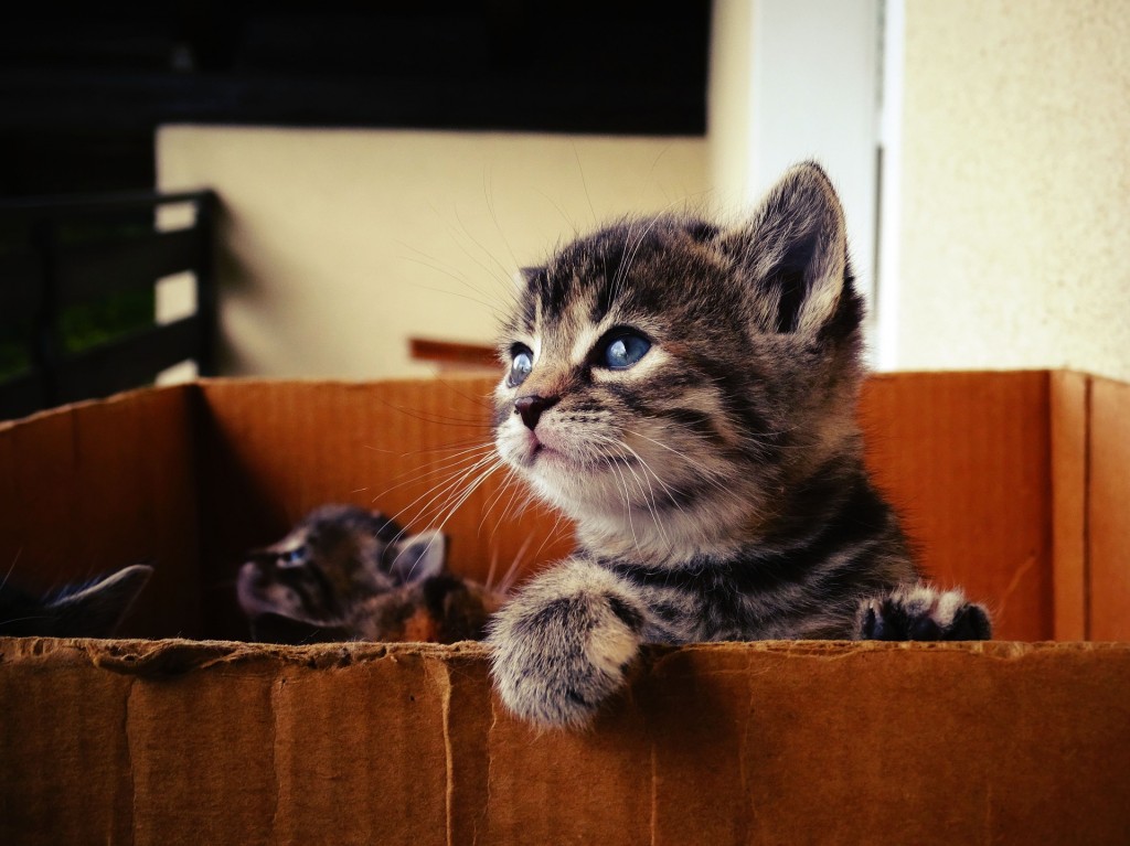 cat, kitten moving house in a cardboard box
